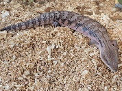 ハスオビアオジタトカゲ