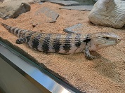 ヒガシアオジタトカゲ