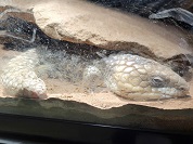 マツカサトカゲ