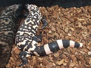 アメリカドクトカゲ（ヒラモンスター）