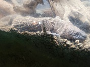 メキシコドクトカゲ