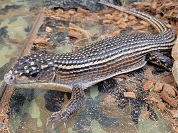 オニプレートトカゲ