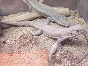 ヒガシオニプレートトカゲ