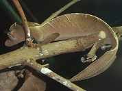 エダハヘラオヤモリ