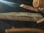 スベヒタイヘラオヤモリ