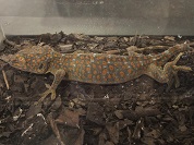 トッケイヤモリ