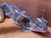 ニシアフリカトカゲモドキ（ファットテールゲッコー）