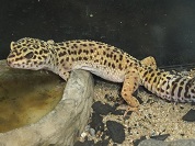 ヒョウモントカゲモドキ（レオパードゲッコー）