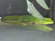 マダガスカルヒルヤモリ（グランディスヒルヤモリ）