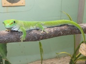 マダガスカルミドリヤモリ