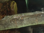 ヤマビタイヘラオヤモリ