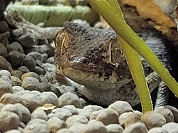 ヘルメットヤモリ（ヘルメットゲッコー）