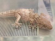 ムーアカベヤモリ