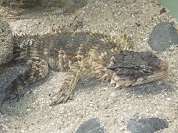 オオヨロイトカゲ