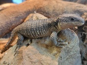 ネッタイヨロイトカゲ