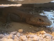 ミカドヒラタトカゲ