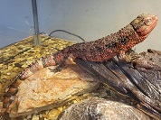 チュウゴクワニトカゲ