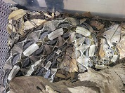 ガボンアダー（ガブーンバイパー）