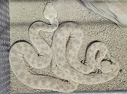 サハラツノクサリヘビ