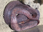 アカドクハキコブラ