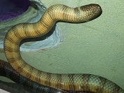 エラブウミヘビ