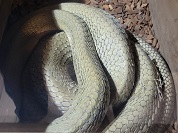 スンダキングコブラ