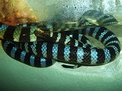 ヒロオウミヘビ