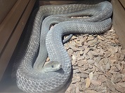 ブラックマンバ