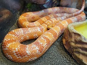 アカダイショウ（コーンスネーク）
