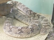 アフリカタマゴヘビ