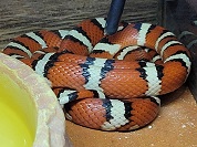 アリゾナシロハナキングヘビ（アリゾナマウンテンキングスネーク）