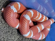 アルビノホンジュランミルクスネーク