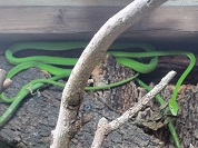 オオアオムチヘビ