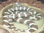 カリフォルニアキングスネーク