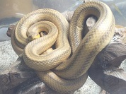 キイロネズミヘビ