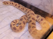 セイブシシバナヘビ