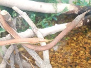 テングキノボリヘビ