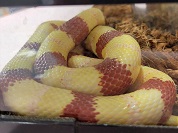 ネルソンミルクスネーク