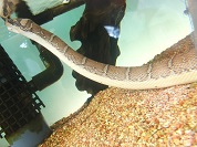 ヒロクチミズヘビ