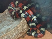 プエブランミルクスネーク