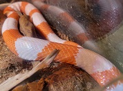 ホンジュラスミルクスネーク