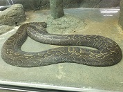 アフリカニシキヘビ