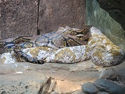 アミメニシキヘビ（レティキュレートパイソン）