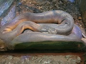 シロクチニシキヘビ