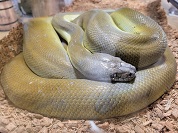 パプアンパイソン