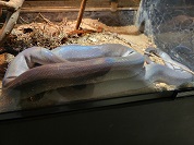 マクロットパイソン（インドネシアンウォーターパイソン）