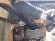 アマゾンツリーボア（ガーデンツリーボア）