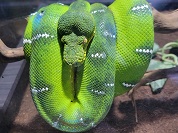 エメラルドツリーボア