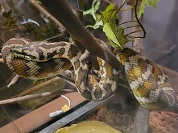 カーペットニシキヘビ（カーペットパイソン）