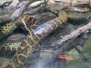 キイロアナコンダ